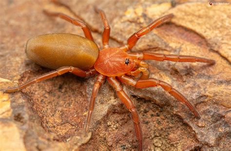 Eight-eyed Orange Lungless Spiders from Bojanala Platinum District Municipality, South Africa on ...