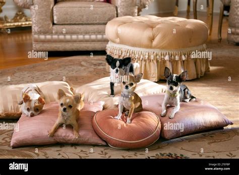 Papi Jr High Resolution Stock Photography and Images - Alamy