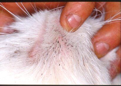Most common skin problems in cats - Your Cat's Skin - Douxo S3 UK