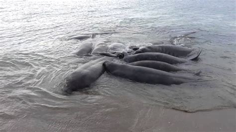 Manatee mating, near St. Lucie Inlet, Jensen Beach, FL - YouTube