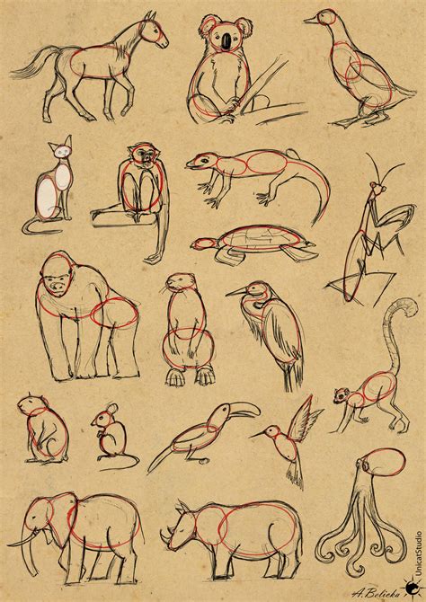 Tutorial - Easy way to draw animals by UnicatStudio on DeviantArt