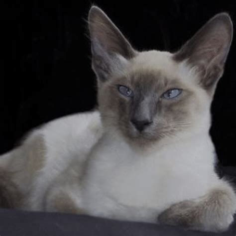 Some Cat Breeds With Blue Eyes | Cats Amino