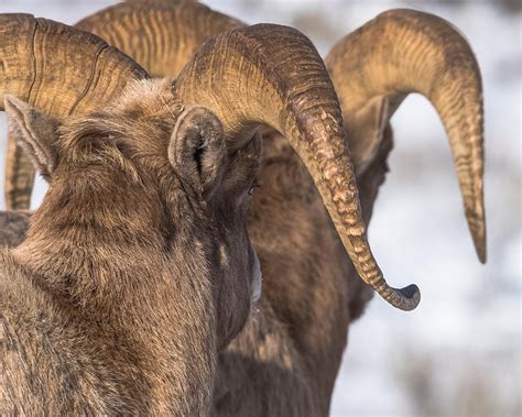 March Of The Rams Horns Photograph by Yeates Photography - Fine Art America