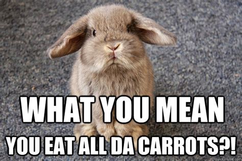 35 Most Funniest Rabbit Memes, Graphics, Pictures & Gifs | PICSMINE