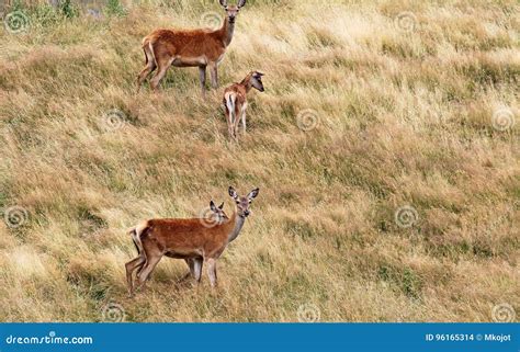 Female deer with fawn stock photo. Image of outdoors - 96165314