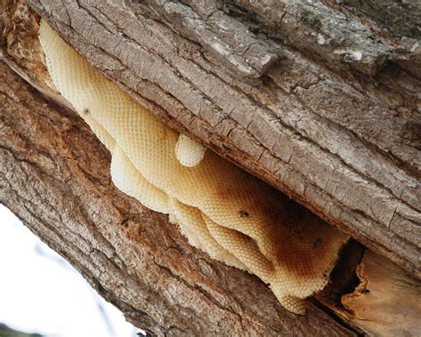 Honey Bee Nest In Tree