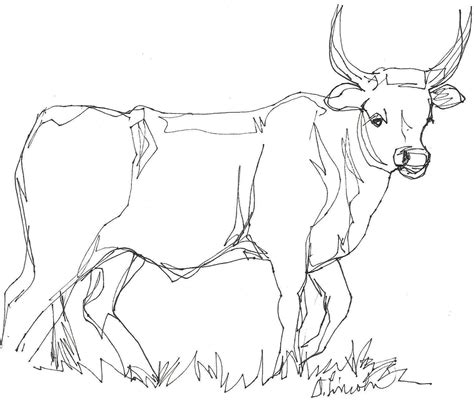 Longhorn Cattle Drawing at GetDrawings | Free download