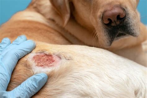 Found Crusty Scabs on Dog’s Back? Types, Causes & Treatment