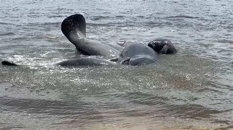 FWC: Stay Away From Mating Manatees