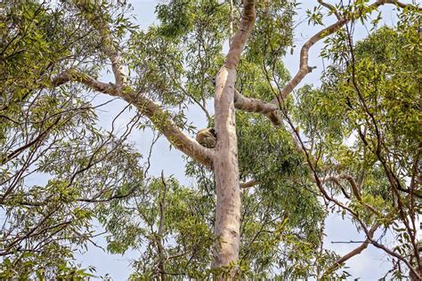 Australian Koala in Natural Habitat Stock Image - Image of coastal ...