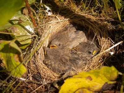 Dark-eyed Junco Nesting (Behavior, Eggs + Location) | Birdfact