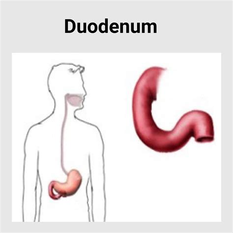 Duodenum Disease - Best Gastroenterology Hospital in India