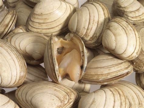 Types, Varieties, and Cooking Suggestions for Clams