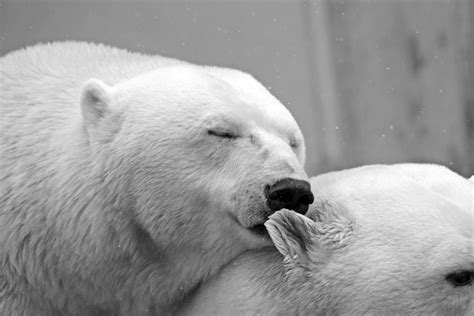 Polar Bears · Free Stock Photo