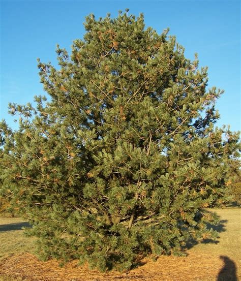 Limber Pine - Coniferous Forest