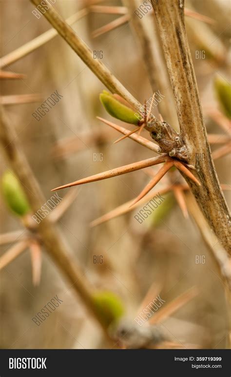 Thorns On Stems Plants Image & Photo (Free Trial) | Bigstock