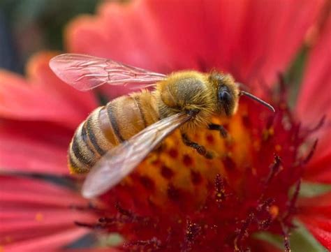 The Italian Bee: Why Beekeepers Love Them Most - Beekeeping 101