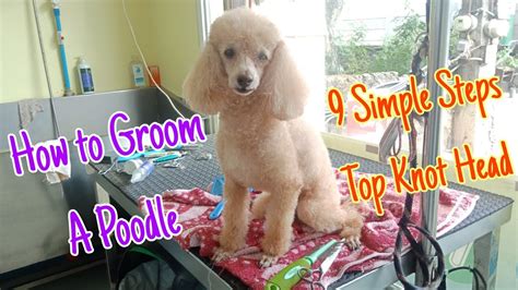 How to Groom a Poodle in a Top Knot Head || 9 Simple Steps | Groomer Style - YouTube