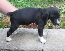 Treeing Cur Dog Info, Temperament, Puppies, Training, Pictures