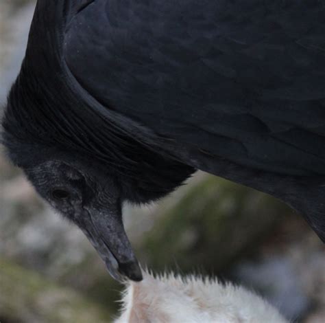 Black Vulture - Lehigh Valley Zoo