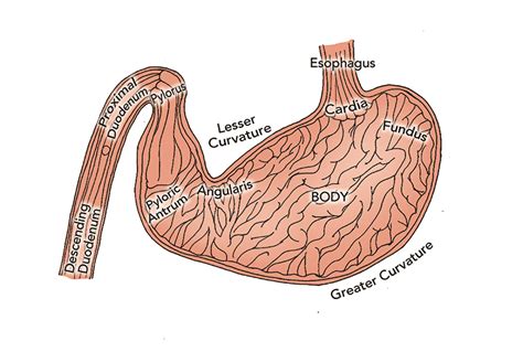 Digestive System Dog Stomach Anatomy