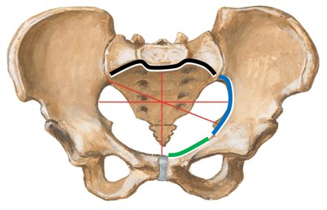 4- the pelvic brim Diagram | Quizlet