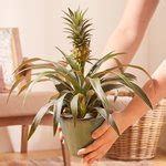 The Pineapple Plant Care Gift Set | Moonpig