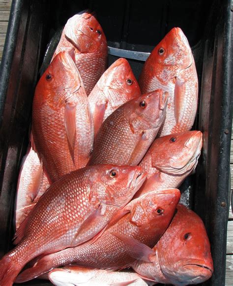 David's Daily Dish: This tasty red snapper recipe will make Dad wish ...