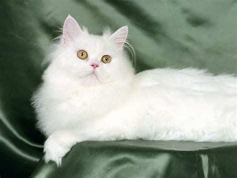 Persian Cat Wallpapers | Fun Animals Wiki, Videos, Pictures, Stories