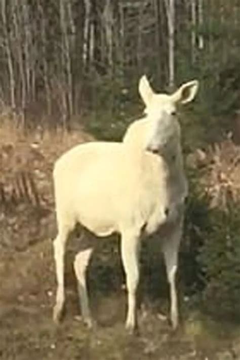 Rare 'ghost moose' spotted crossing road in 'stunning sight' - Big World Tale