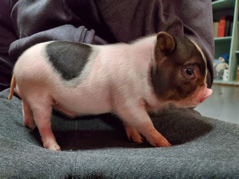 Mini Piglets For Sale - Pet Pigs - Hogs & Horns Homestead