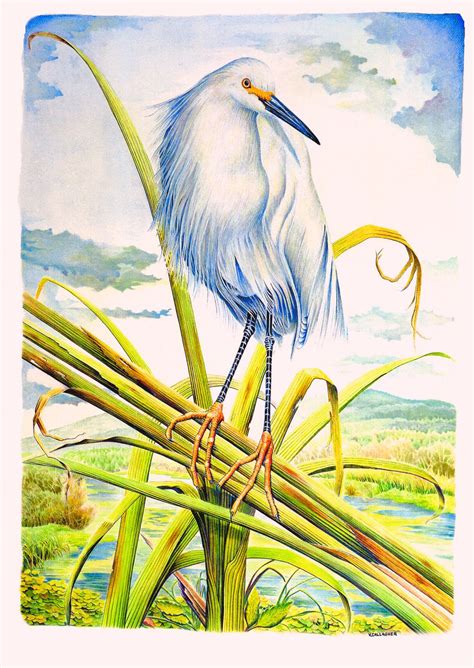 Snowy egret, Snowy egret painting, Egret painting