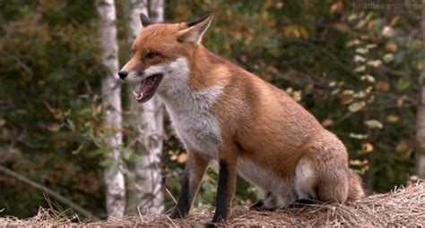 Fox GIF - Find & Share on GIPHY