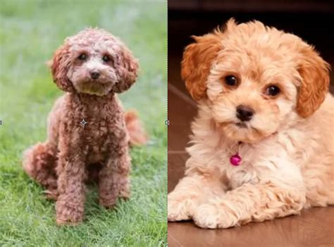 Cavapoo vs Maltipoo Breeds - Everything You Need to Know - Lover Doodles