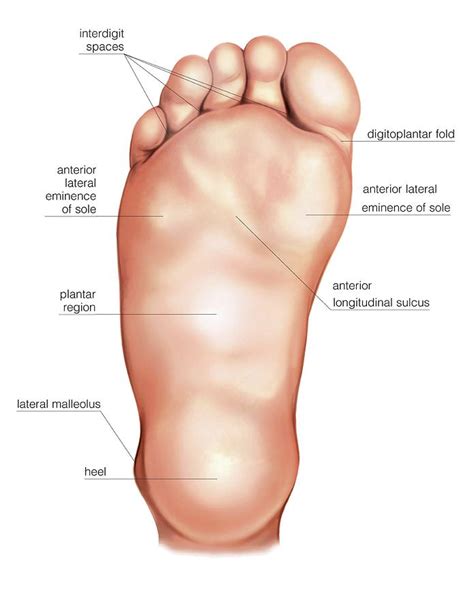 Anatomy Regions Of The Right Foot Photograph by Asklepios Medical Atlas ...