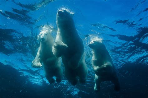 Swimming with Polar Bears - Photo Aesthetics - Photo Aesthetics