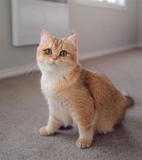 Meet Pumpkin, the Cutest Black Golden Ticked British Shorthair Cat | British shorthair cats, Cat ...