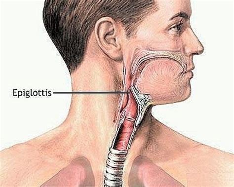 The flap about the epiglottis - The San Diego Union-Tribune