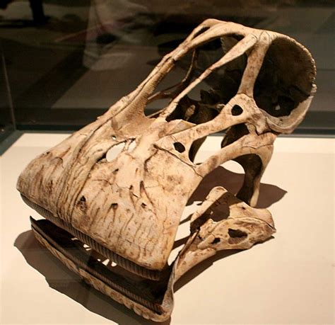 NIgersaurus cast. A blog about fossils from around the world. Emphasis ...