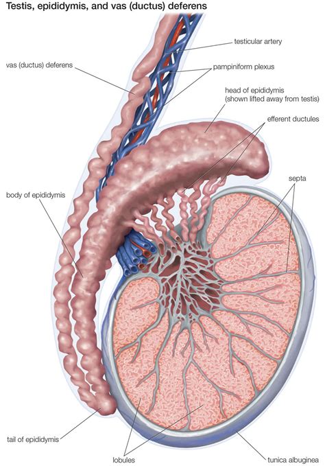 Testicular microlithiasis causes, symptoms, diagnosis & treatment