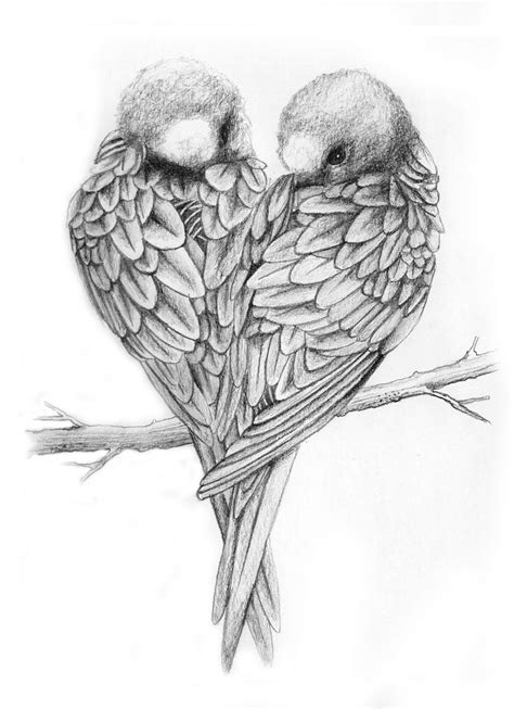pencil drawing of parakeet - Bing | Bird pencil drawing, Love birds ...