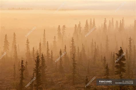 Sunrise Over A Foggy Forest — colorful, travel destination - Stock ...