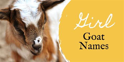 350+ Pet Goat Names for Your New Goat (From Angus to Waffles) | PetHelpful