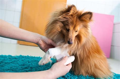 Dog Wound Care & Healing Stages | Vienna Vets