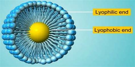 Lyophobic and Lyophilic Sols - QS Study