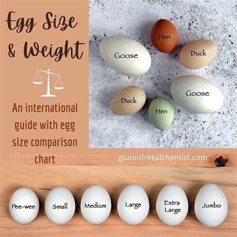 Chicken Egg Weight Chart