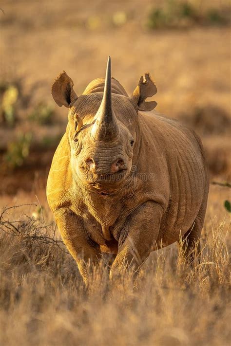 Black Rhino Stands Accompanied by Red-billed Oxpecker Stock Photo ...