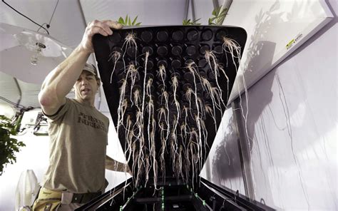 How to Grow Marijuana with Aeroponics | Leafly