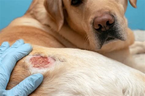 Skin Infections | Veterinarian in Livonia, MI | Sheehy Animal Hospital