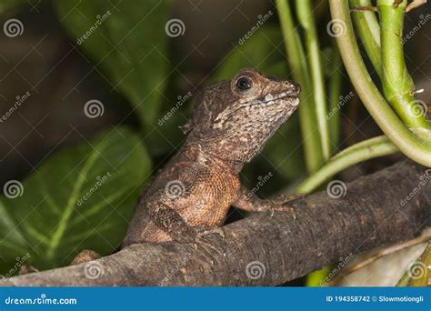 Brown Basilisk, Basiliscus Vittatus, In The Nature Habitat. Beautiful ...